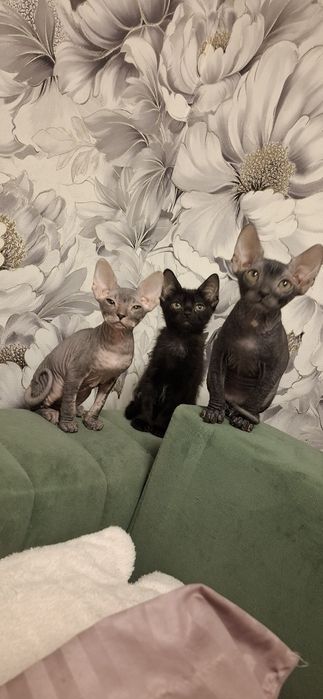 Котята донского сфинкса
