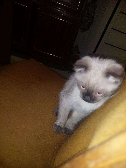 Животные. Котёнок