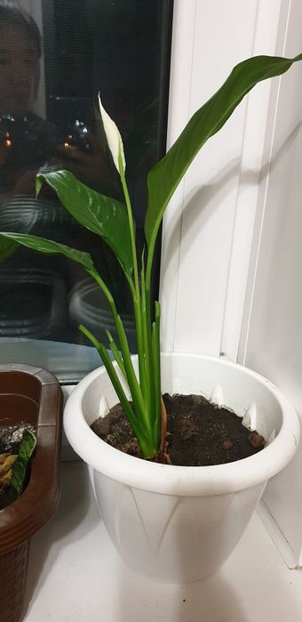 Дом цветы/ срочно