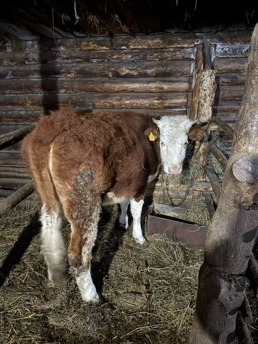 Продам телку (қашар)