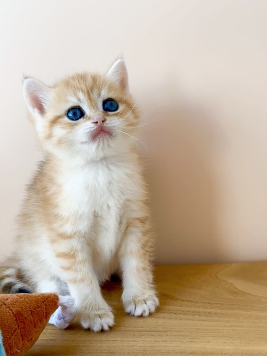Британски котенок золотая шиншилла
