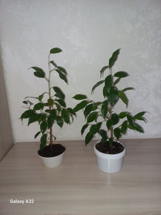 Фикус  бенджамина молодой