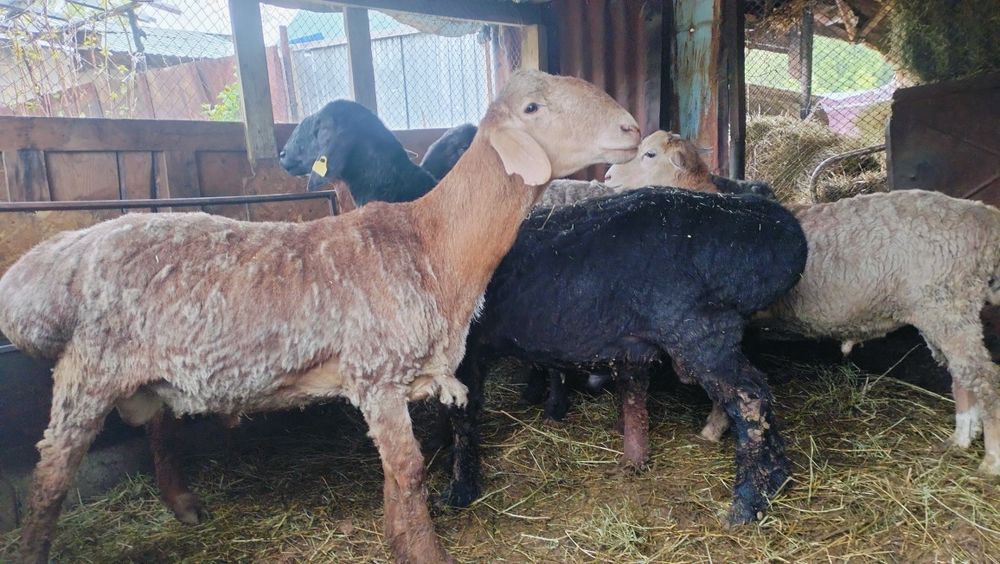 Гиссар кошкарлар сатылады семиз