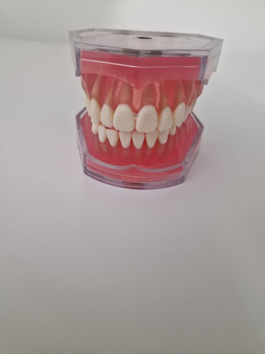Model transparent cu dinti detasabili pentru practica medicina dentara