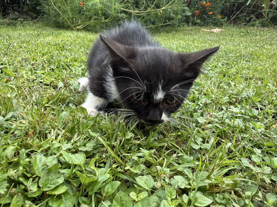Adoptie 3 pisicute (2 fetite si un baiat)