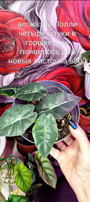Продам сциндапсус