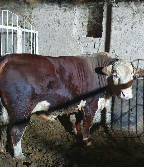 Qurbonlika halol boqilga buqa sotiladi