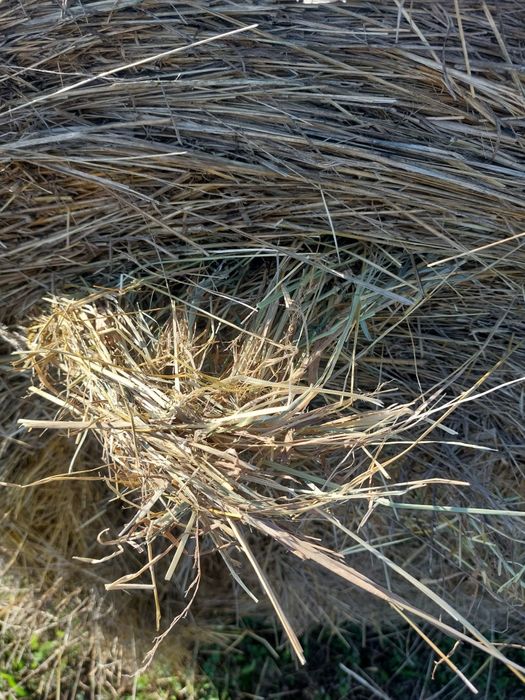 Vind  baloti de  fin rotunzi