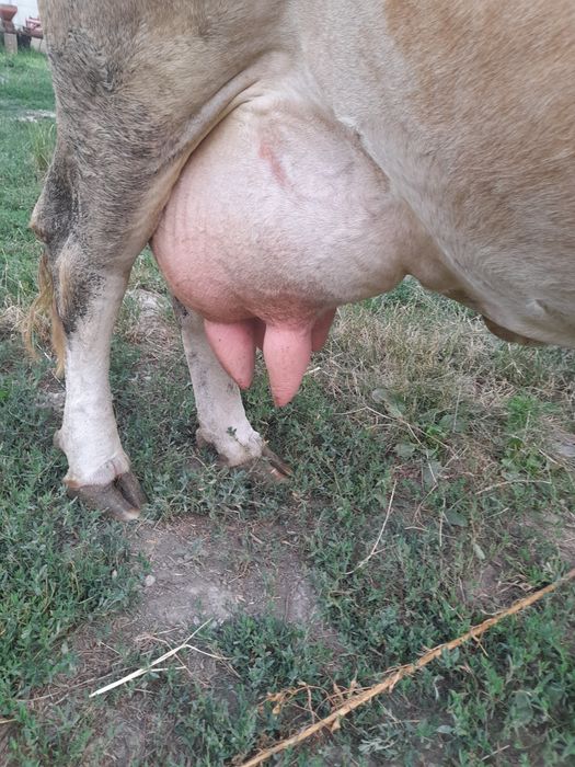Vacă cu vițea de vânzare