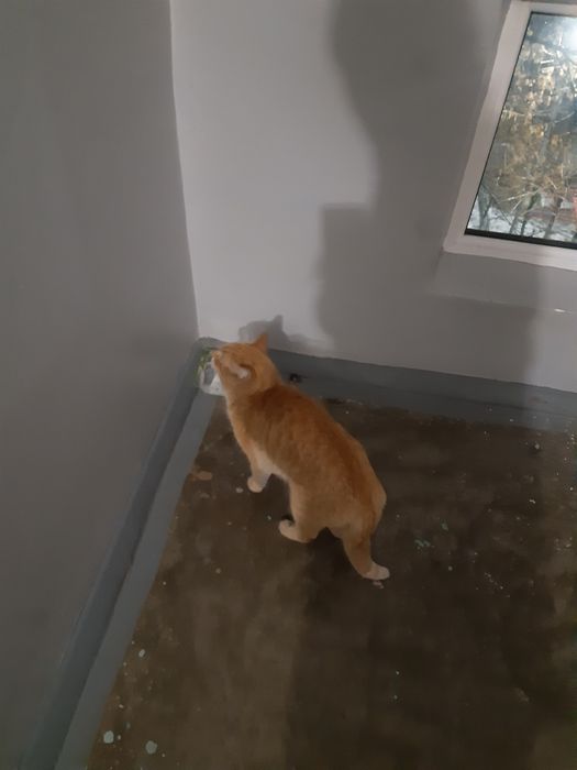 Найден рыжий кот, кастрирован