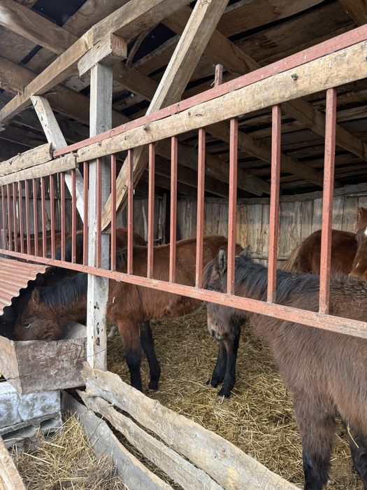 Продам жеребят кобылешки крупные