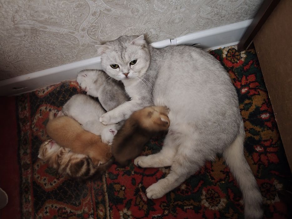 Шиншилла боллари