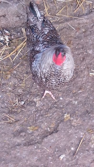 Cocoși comuni de vânzare