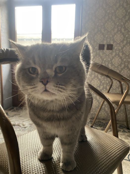 британские сотилад нархи 350 минг