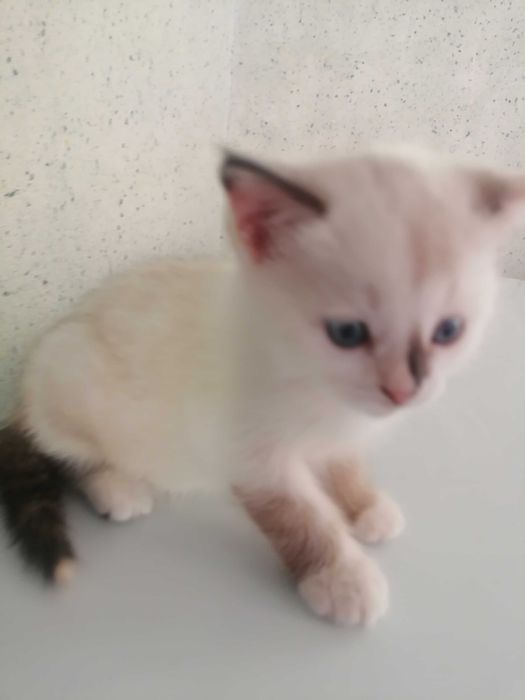 Котенок 1 месяц бесплатно