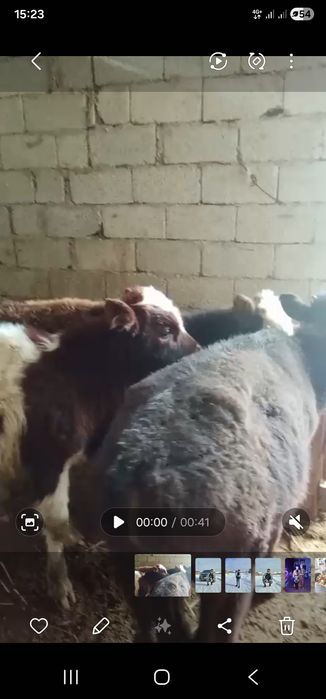 Бұзау Еркек 4 бас