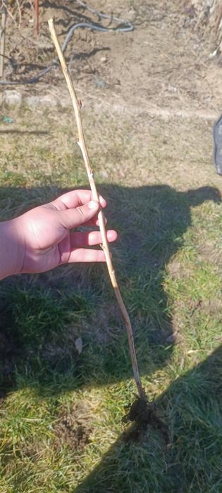 Vând butași de muri și zmeura