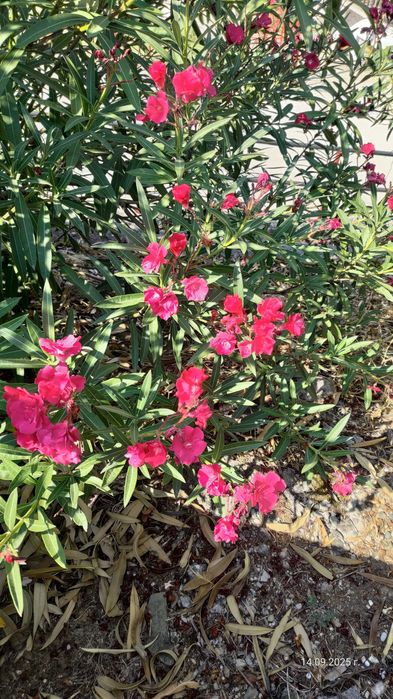 Олеандър/Зокум/Лян/Nerium Oleander : 65-75 см височина-ПРОМОЦИЯ
