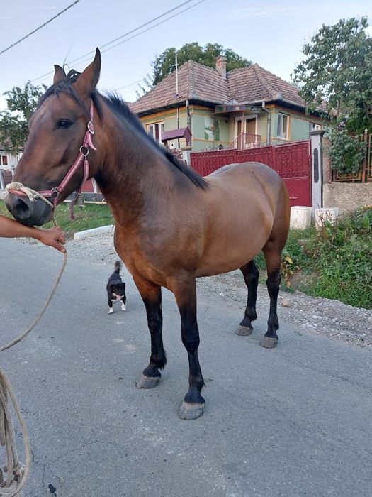 De vânzare  manza