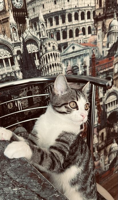 Отдадим в добрые руки!