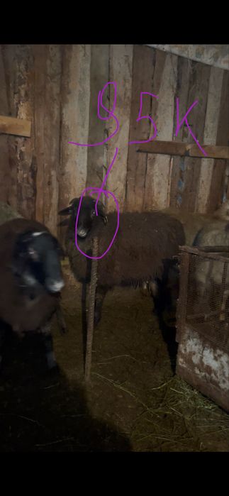 Бараны токтушки откорм