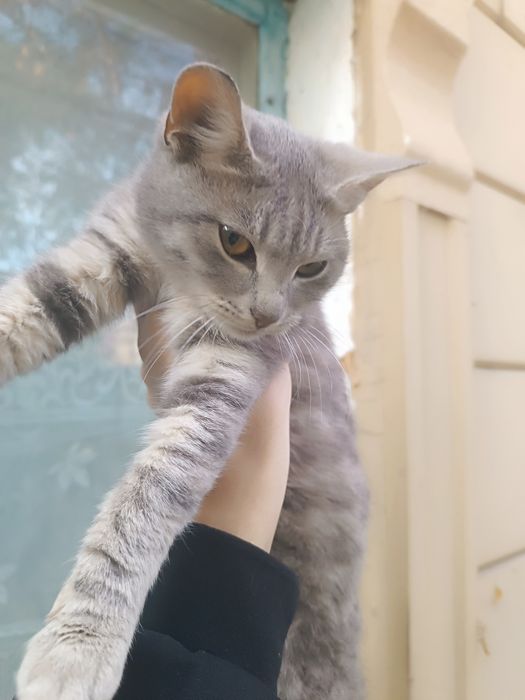В хорошие руки котенок