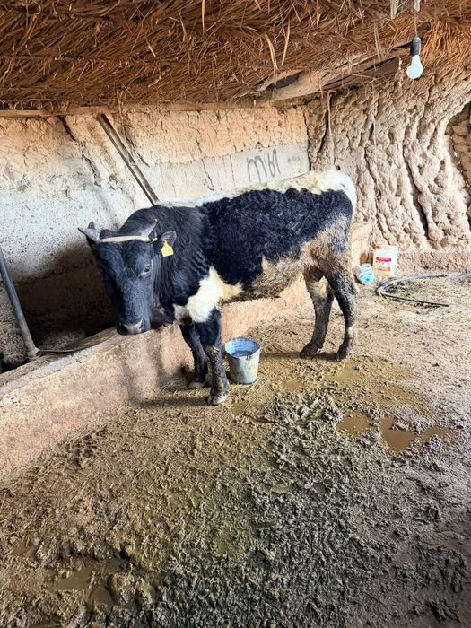 Жемде тұрған бұқа