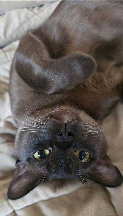 Кот Бурма для вязки