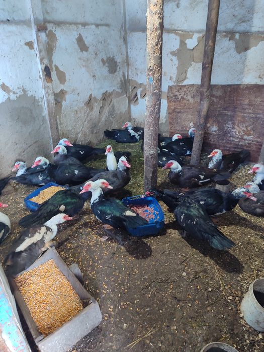 Индоутки. Үйрек еті сатылады