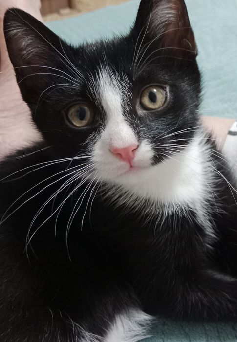 Котята девочка и мальчик