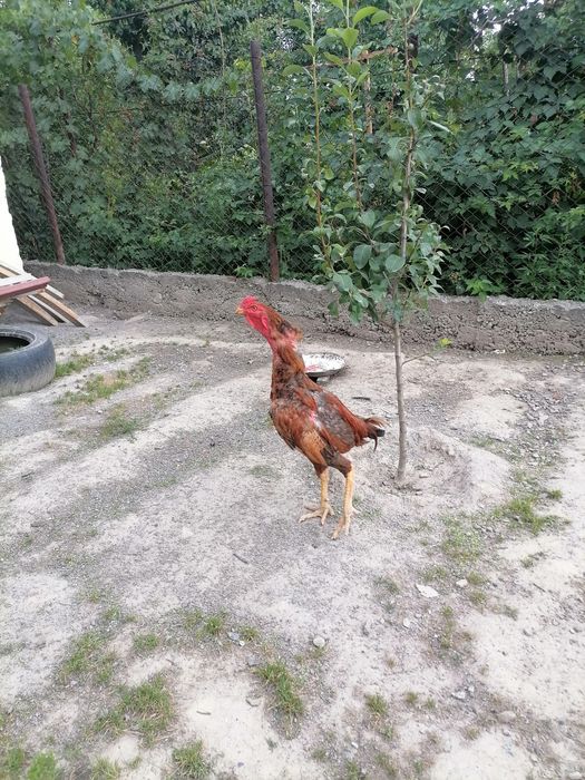 Продам дакана тайго