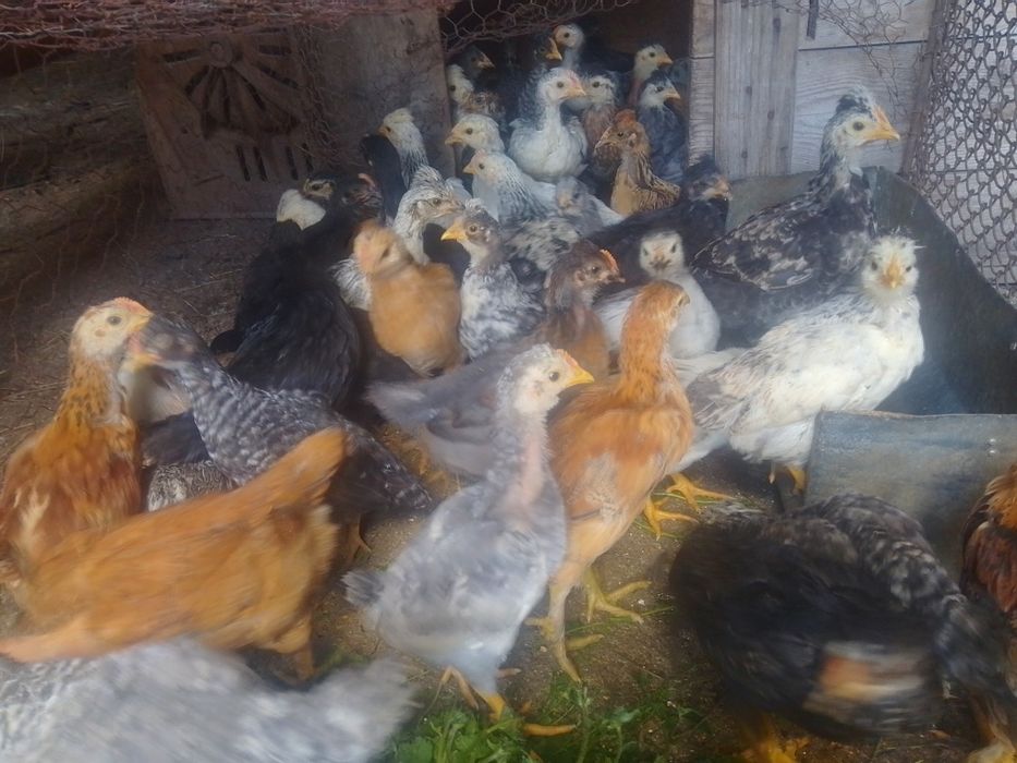 Vând găini și porumbei
