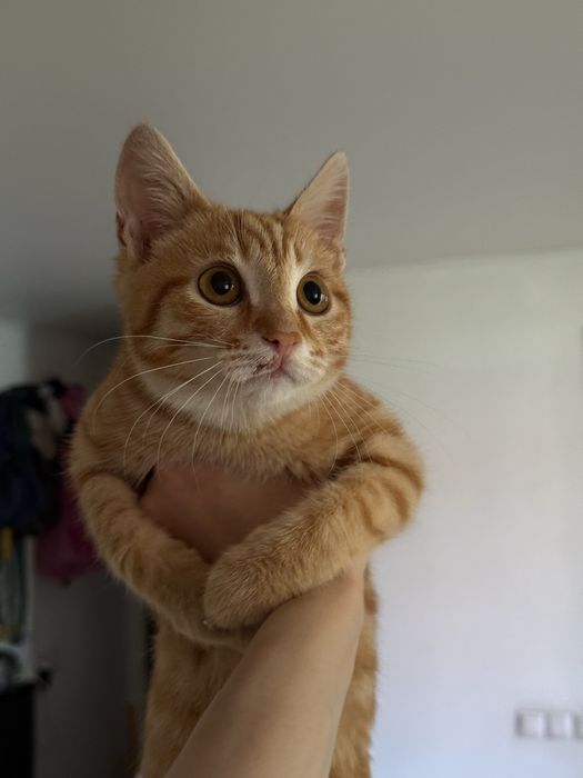 Котенок мальчик