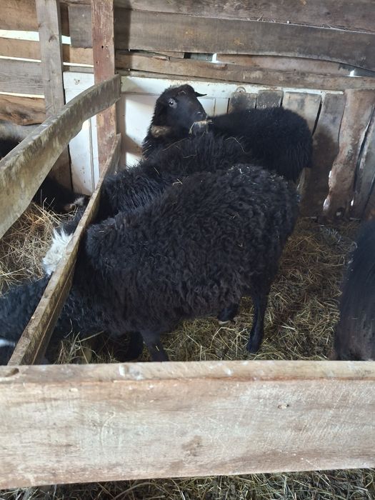 Продам баранов на откорме