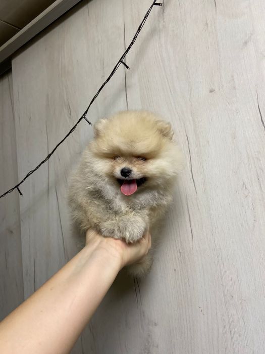 Померанский шпиц