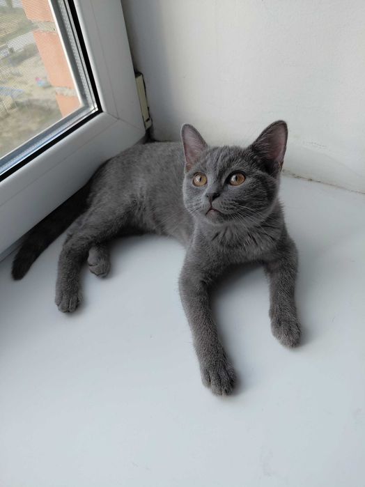 Котенок девочка 3 месяца