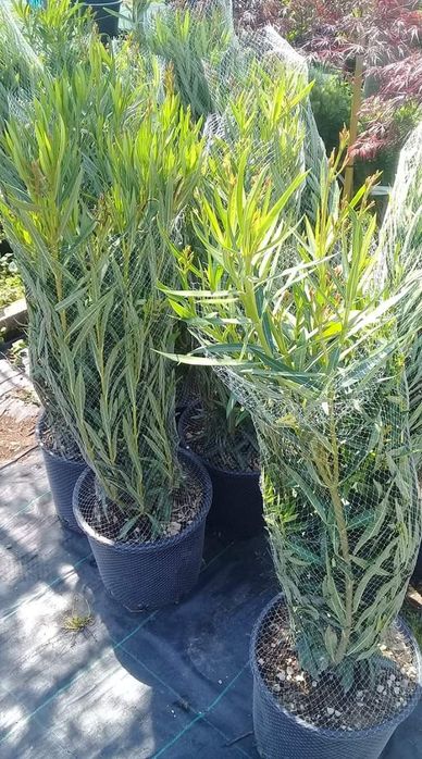 Продавам Вечнозелени храсти