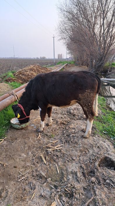 Рассийский токол гунажин 1чи коринга 5ойли бугоз