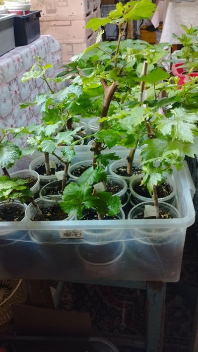 Саженцы винограда