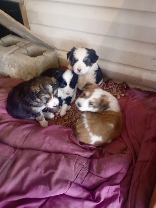 Отдадим щенков в хорошие руки!