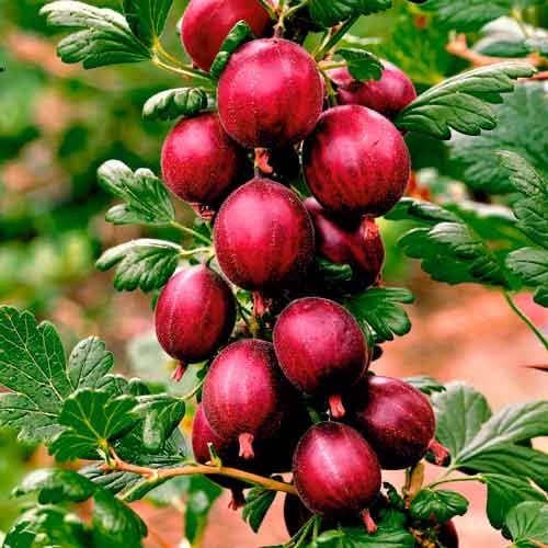 Kiwi fara par , rodie , mosmon , smochin altoit