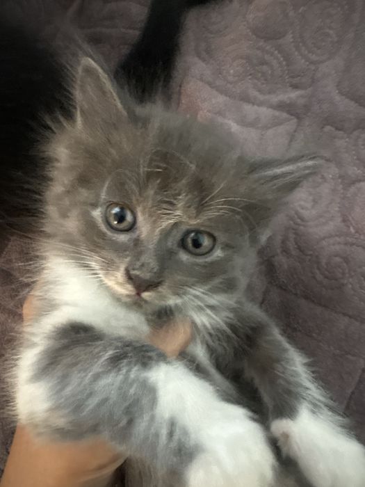 Котятки очень красивые добрые умеют ходить в лоток!!