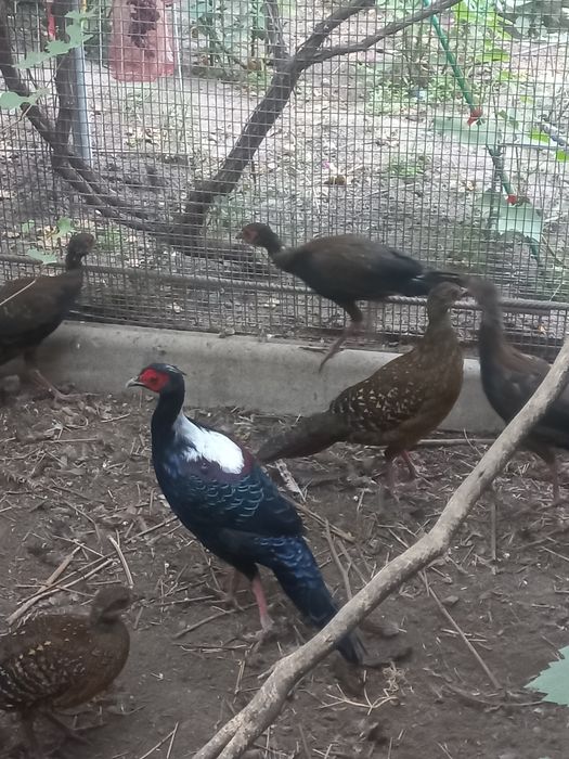 Фазаны свайно парами