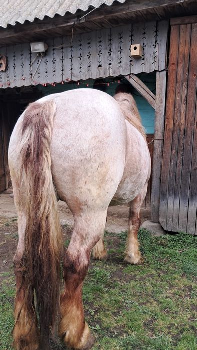 Iapă de vânzare de 5 ani