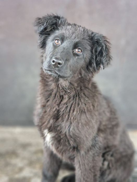 Срочно щенки овчарка с лабрадором. Помесь