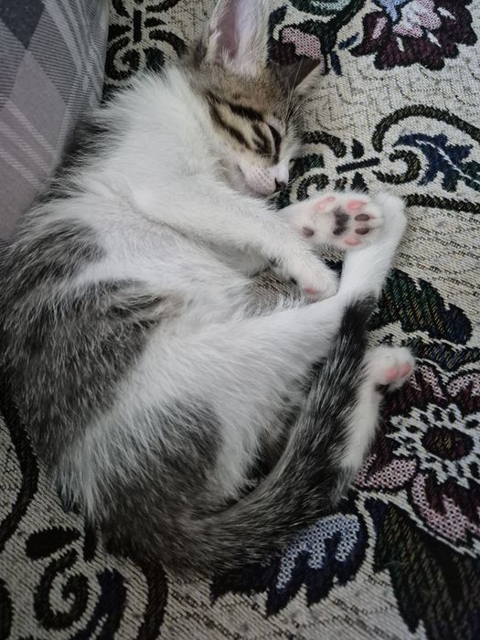 Бесплатно кошку отдаем