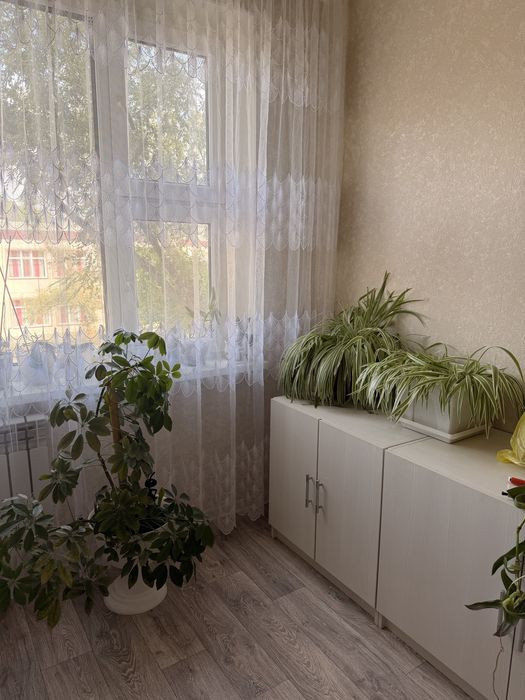 Комнатные цветы к 1 сентября