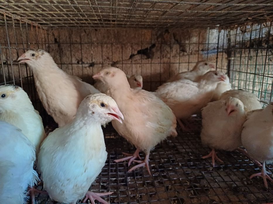 Vând tineret prepelițe!!