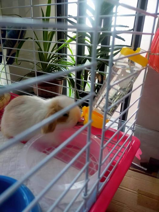 Karlik o'smaydigan quyonchalar O'zbekistonda