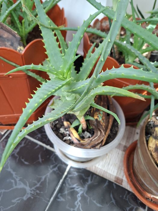 Aloe vera //de aproape// si //3 ani medicament